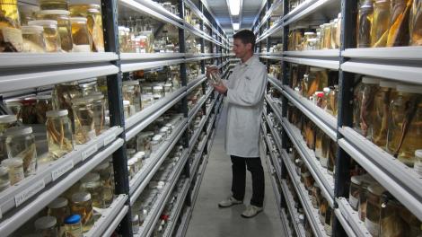 Dr Glenn Moore inspecting a specimen jar in a large wet store of museum specimens